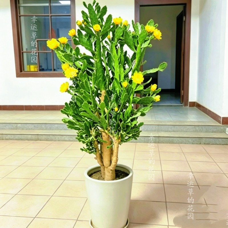 千手观音仙人掌开花千佛手室内外绿植防辐射耐热耐旱懒人植物庭院
