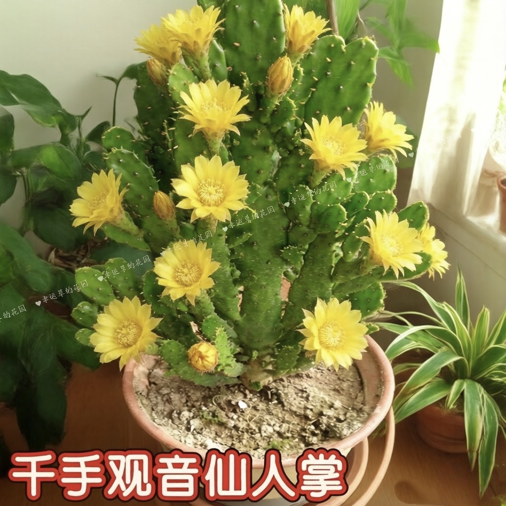 千手观音仙人掌老桩群生多头多肉植物室内盆栽绿植花卉好养易活