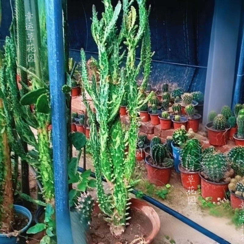 稀有彩扇锦仙人掌变色龙大理石纹开花多肉植物室内阳台趣味盆栽绿