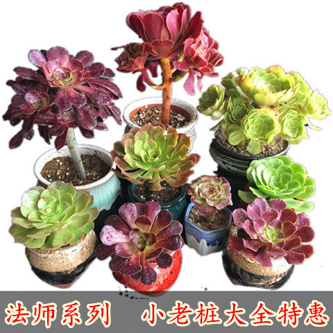 Master Cashmere copper pot Master One thing One shot Succulent plants flowers and plants originality Potted plantin the Flower delivery/Flowers simulation/Plants gardening , Flowers/Potted plants (New) , Succulents  category - from Buy2taobao.com to provide professional Taobao agent buy service