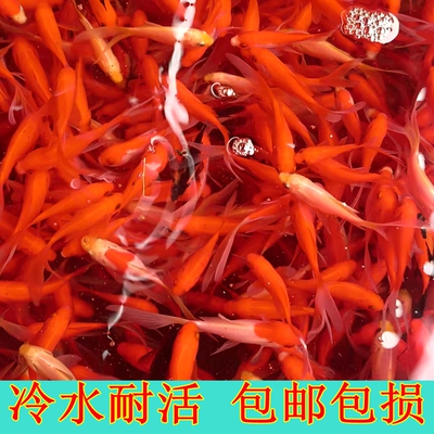 草金金鱼冷水淡水好养易活观赏鱼