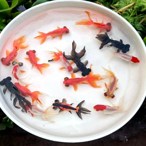 龙睛金鱼冷水淡水鱼好养易活包邮