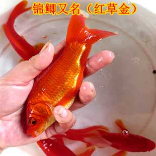 好养冷水草金锦鲫观赏鱼新手练手闯缸鱼