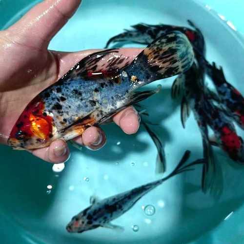 兰花草金锦鲫花色五花金鱼好养易活冷水观赏五花草金锦鲫鱼苗包邮 - 封面