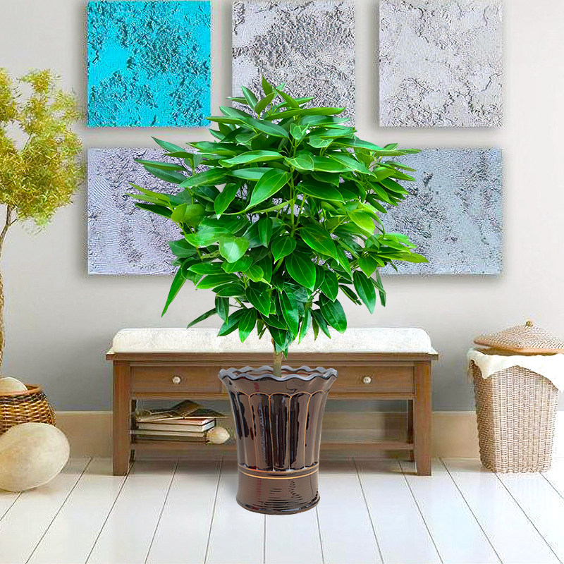 平安树 盆栽 大型绿植 大盆栽室内客厅办公室植物 四季长青  包邮