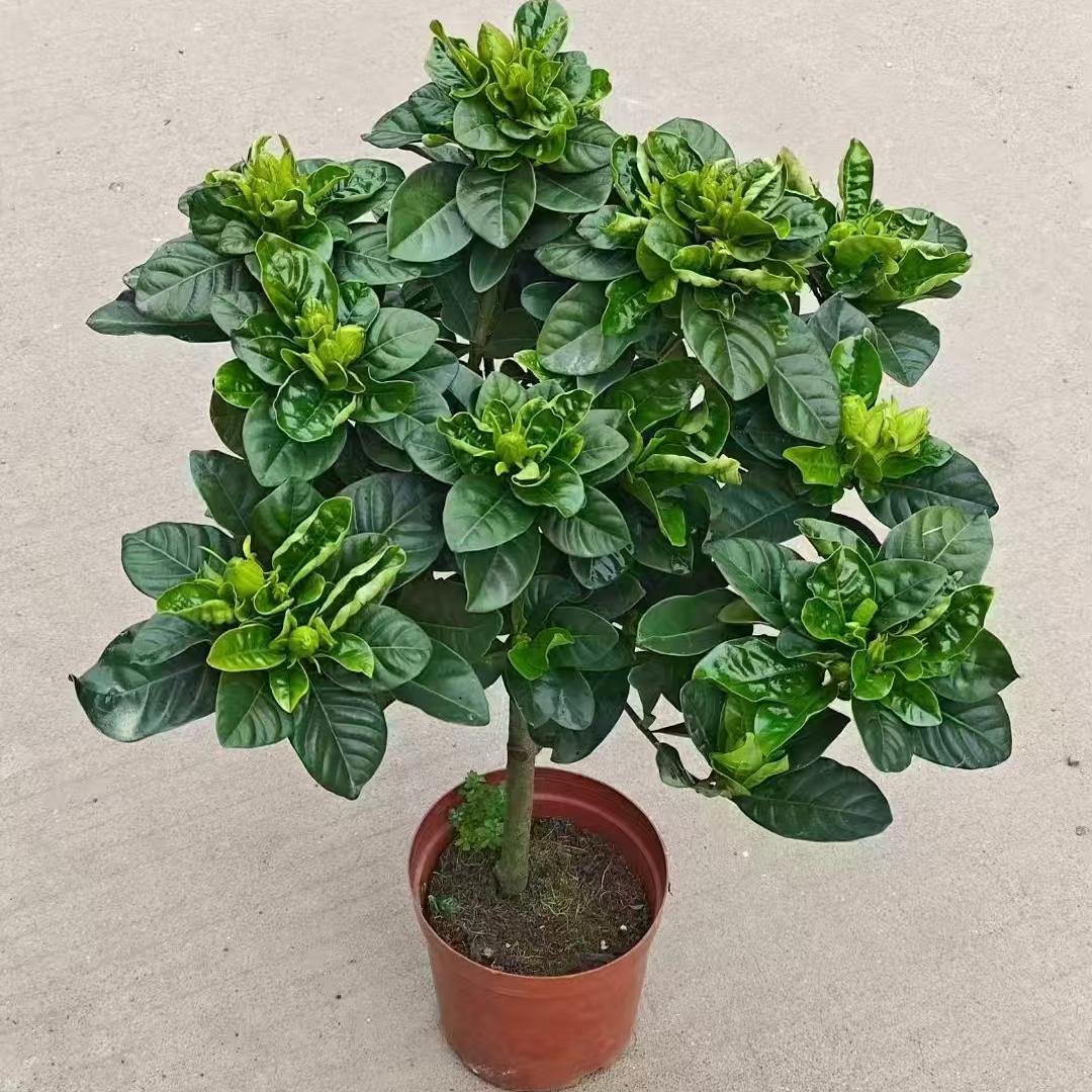 独杆栀子花苗四季开花大野牡丹栀子花盆栽浓香型客厅阳台带花苞