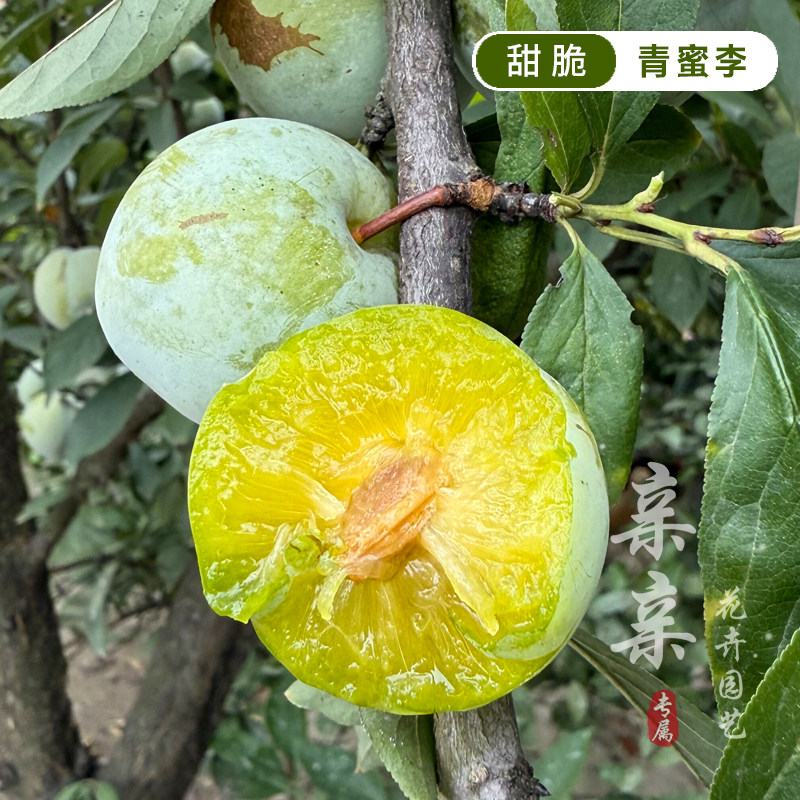 网红新品种青蜜李苗清脆蜜甜多汁
