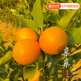 划时代的金桔树苗第四代大叶滑皮金桔苗纯甜浓香小白也能结果满满