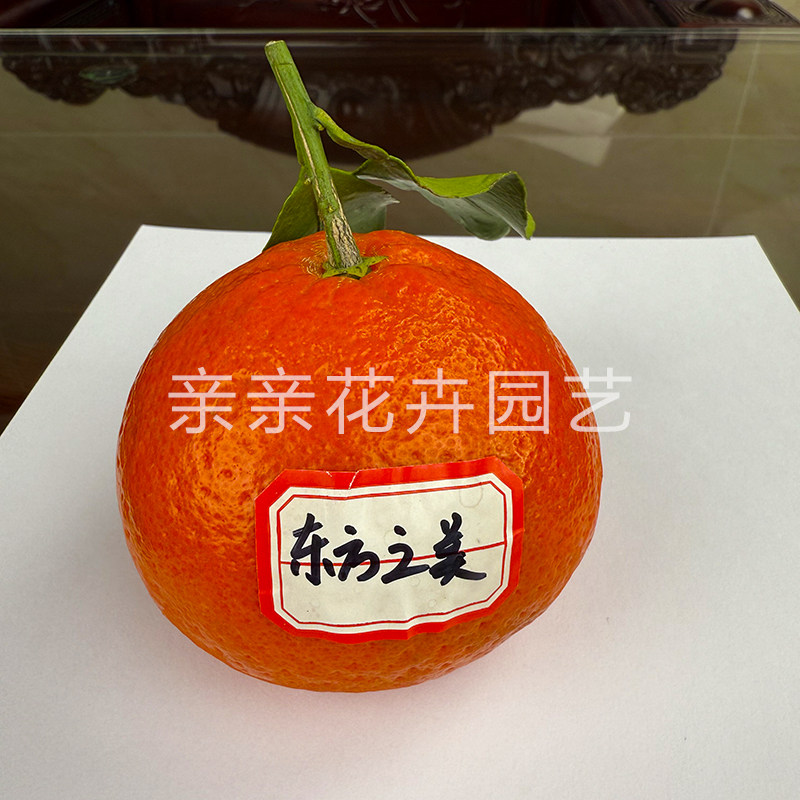 柑桔树苗新品种东方之美柑橘苗细腻化渣皮薄易剥果树苗木果苗耐寒