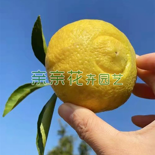 正宗黄金贡柚苗春香苗脆甜爽口纯甜无酸结果早产量高果树苗木果苗