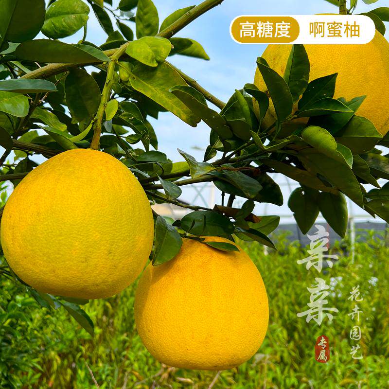 柚子界天花板啊蜜柚苗口感浓甜清