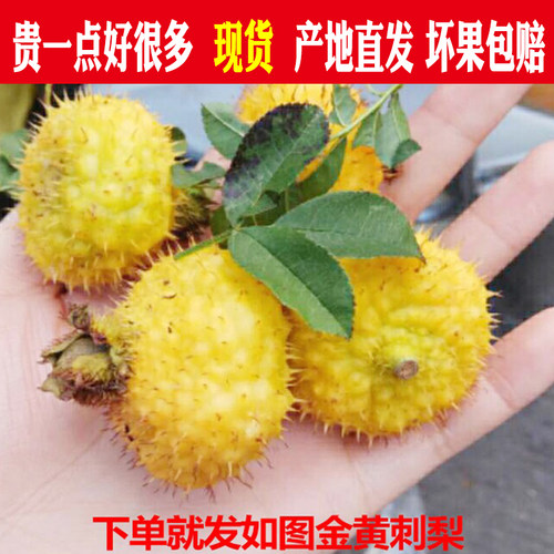 野生刺梨鲜果新鲜刺梨果刺梨野生现摘刺梨汁vc果泡酒刺梨果5斤装 - 封面