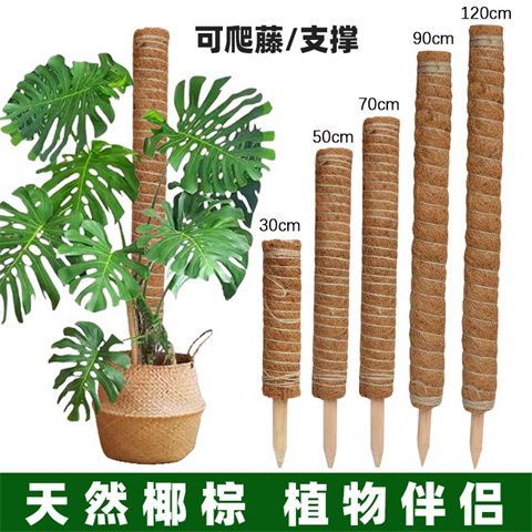 椰棕棒柱子龟背竹棕柱棒爬藤大型绿植物攀爬柱支架绿萝支撑杆立柱图片