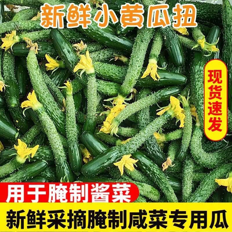 新鲜拇指小黄瓜迷你带刺手工腌制