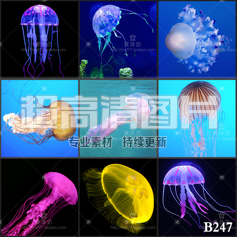 超大超高清图片水母海蜇浮游生物海洋生物水生动物美工设计ps素材