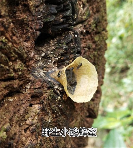 云南特产蜂蜜小酸250克包邮