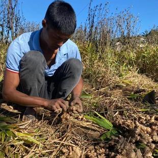 云南高山老黄姜生姜青姜新鲜生态黄姜炒菜煲汤凉菜配料现挖现发