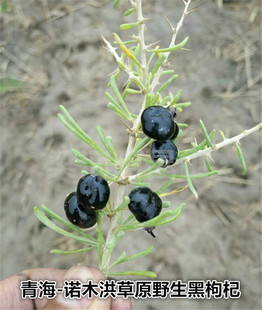 诺木洪黑枸杞青海大草原黑枸杞耐泡口感好 (50克装)