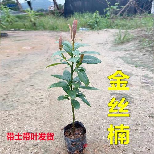 金丝楠木树苗正宗四川小叶桢楠