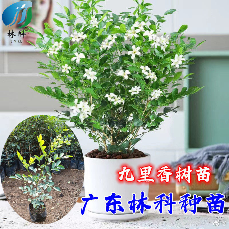 九里香树苗围墙篱笆植物地栽盆栽四季常青耐寒室内庭院绿篱树苗
