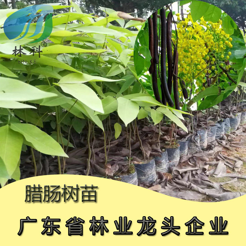 黄花腊肠树苗南北方种植物阿勃勒黄金雨绿化庭院风景树金链花树苗