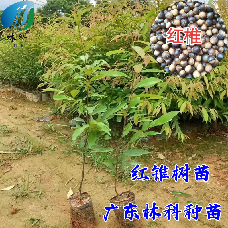 红锥树苗锥栗锥丝栗红椎名贵木材南北方种植红锥庭院园林绿化植物