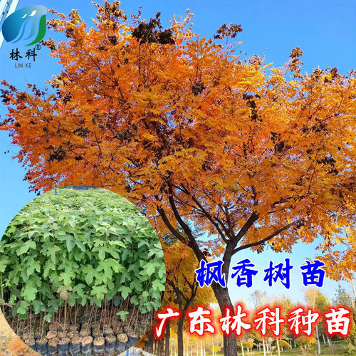 枫香树苗古枫香树药材树广西枫香叶黑色植物染料三角枫苗造林复绿