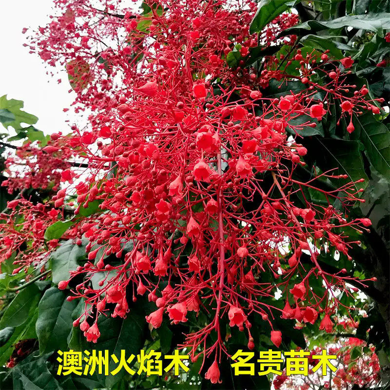澳洲火焰木树苗名贵绿化树苗图片