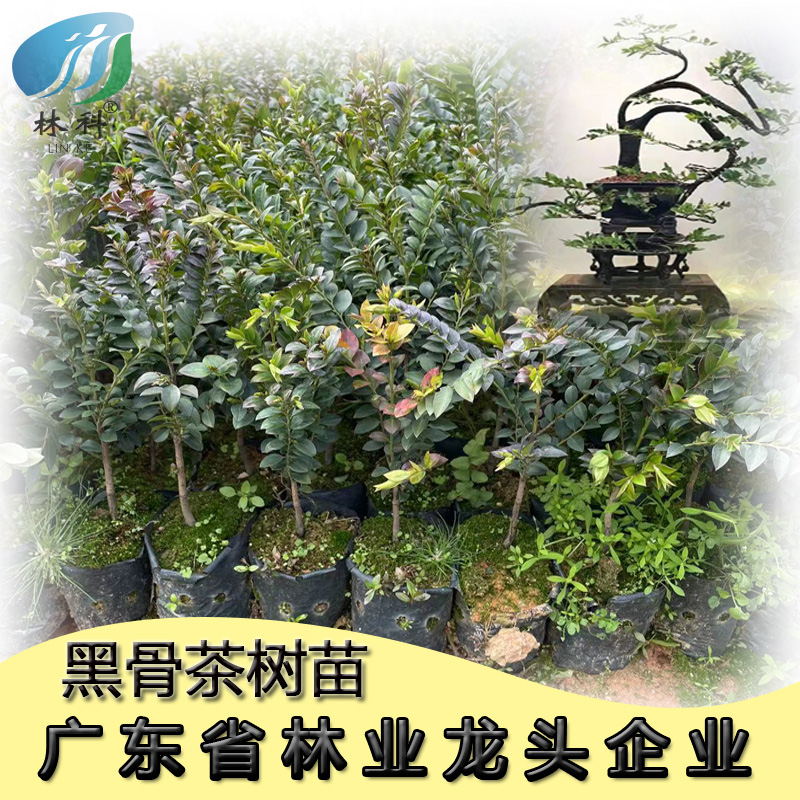名贵苗木正宗台湾黑骨茶树苗地栽盆栽盆景庭院阳台造型树常绿耐寒