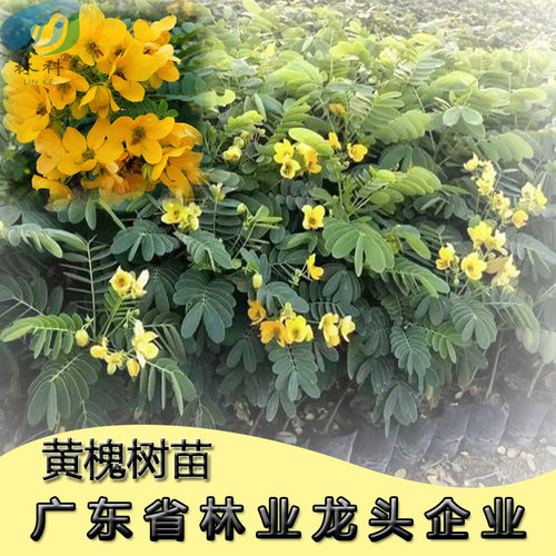 黄槐树苗黄花决明黄槐花树苗