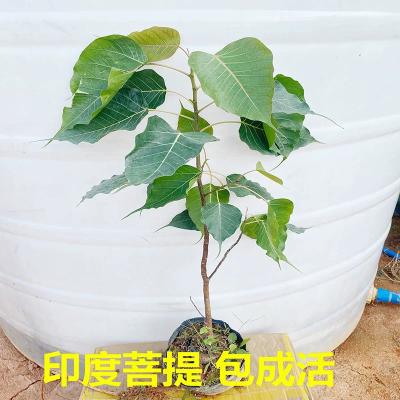 正宗菩提树苗菩提子榕树印度金刚星月大树名贵苗木庭院盆栽盆景