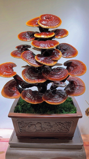 灵芝盆景盆吉祥如意室内观赏禅意成品灵芝盆景干体灵芝带盆栽好