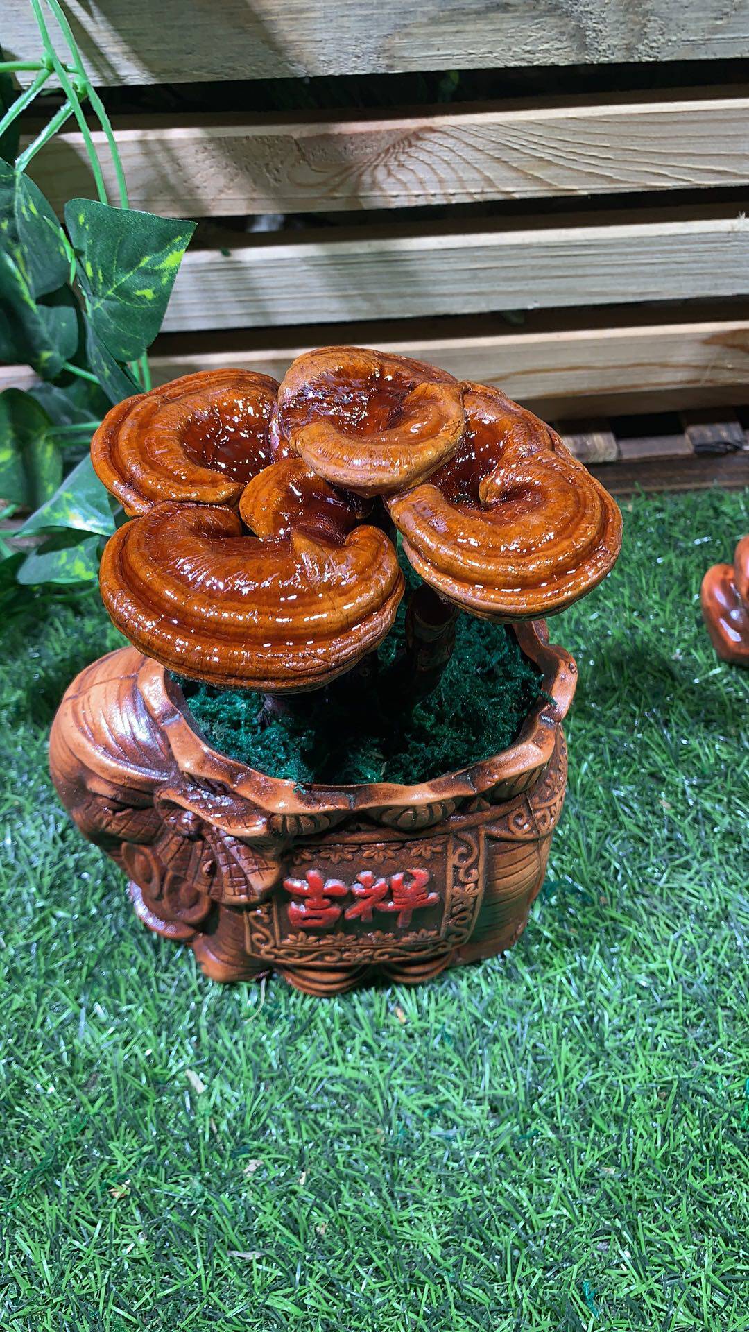 观赏灵芝盆景盆栽活体菌包盆景赤灵芝成品灵芝室内办公室摆件禅意图片