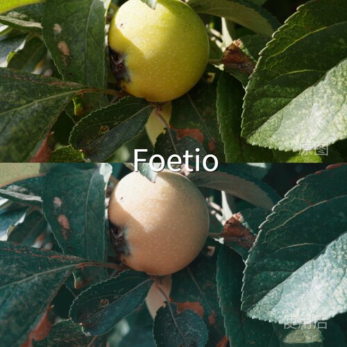 FoetioLUT AfterEffectsBlackmagicCameraMi-LogD-LogI-Lo佳能EOS