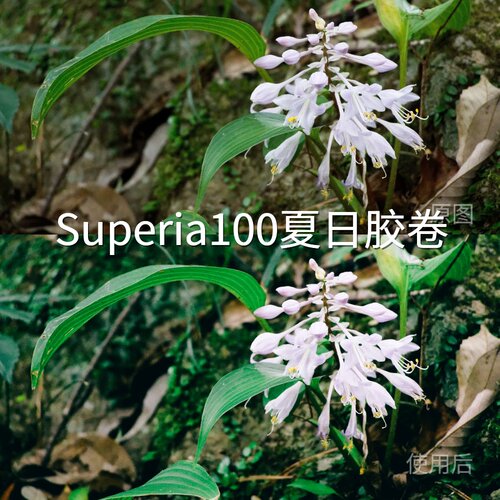 Superia100夏日胶卷LUT Magic-LogLogC4平板无人机Insta360AcePro