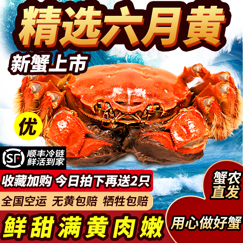 顺丰六月黄10只送2只肥满黄蟹鲜活螃蟹洪泽湖大闸蟹江苏水产包赔