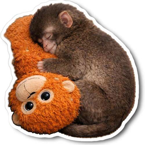 Protect Punch The Monkey保护小猴子保护拳击汽车贴纸电脑贴纸