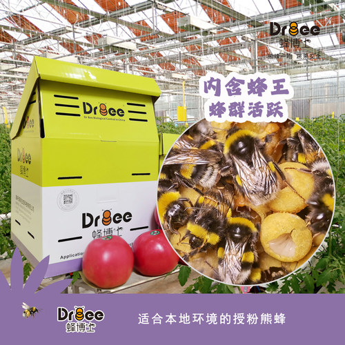 授粉熊蜂蜂博士效率高出巢勤蜜蜂