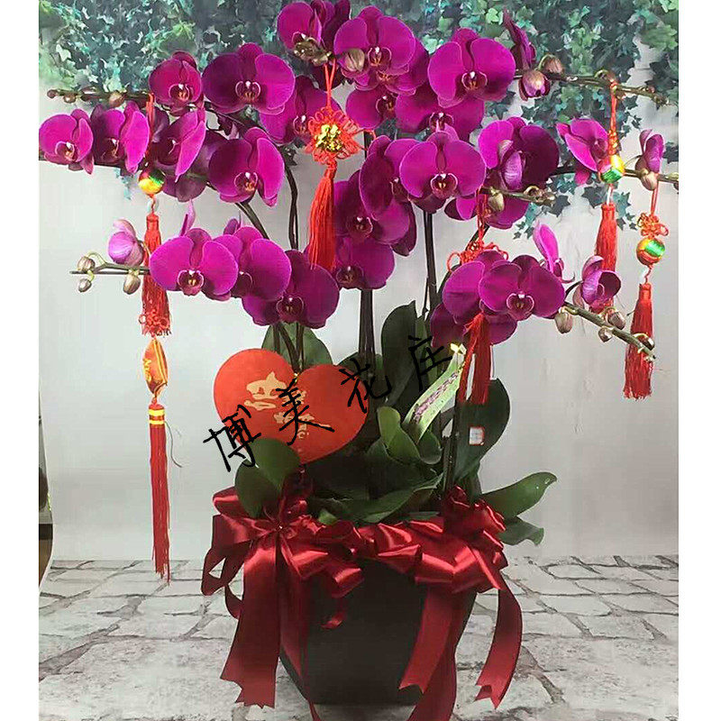福州厦门同城速递乔迁蝴蝶兰盆栽