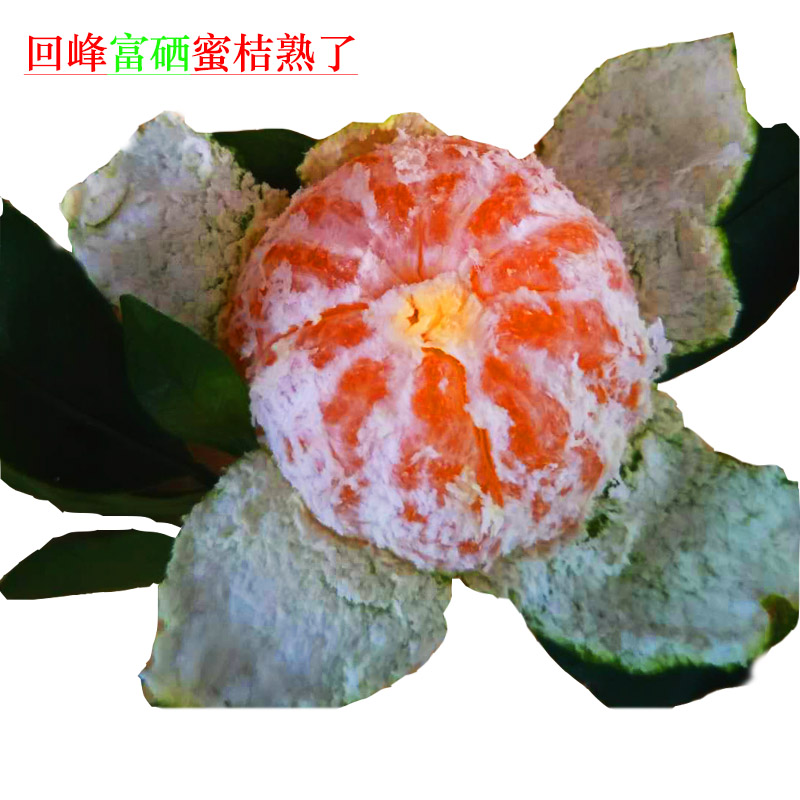 回龙圩蜜桔湖南早熟现摘新鲜水果