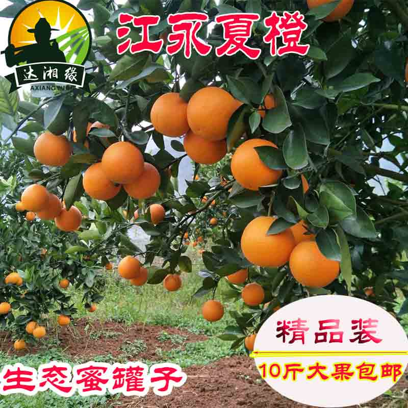 湖南永州特产江永夏橙当季水果晚熟橙子现摘新鲜香甜多汁