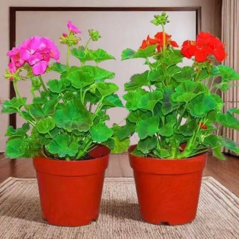 带花苞天竺葵盆栽四季开花阳台图片