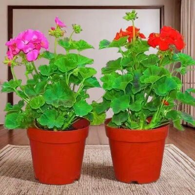 带花苞天竺葵盆栽四季开花阳台