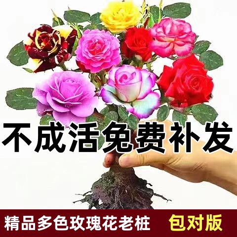 嫁接多色玫瑰花老根盆栽浓香型四季花庭院阳台花卉耐寒耐热好养
