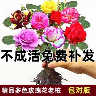 嫁接多色玫瑰花老根盆栽浓香型四季花庭院阳台花卉耐寒耐热好养