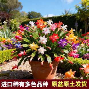 【原盆原土】进口稀有多色重瓣蟹爪兰盆栽四季花阳台多年生花卉