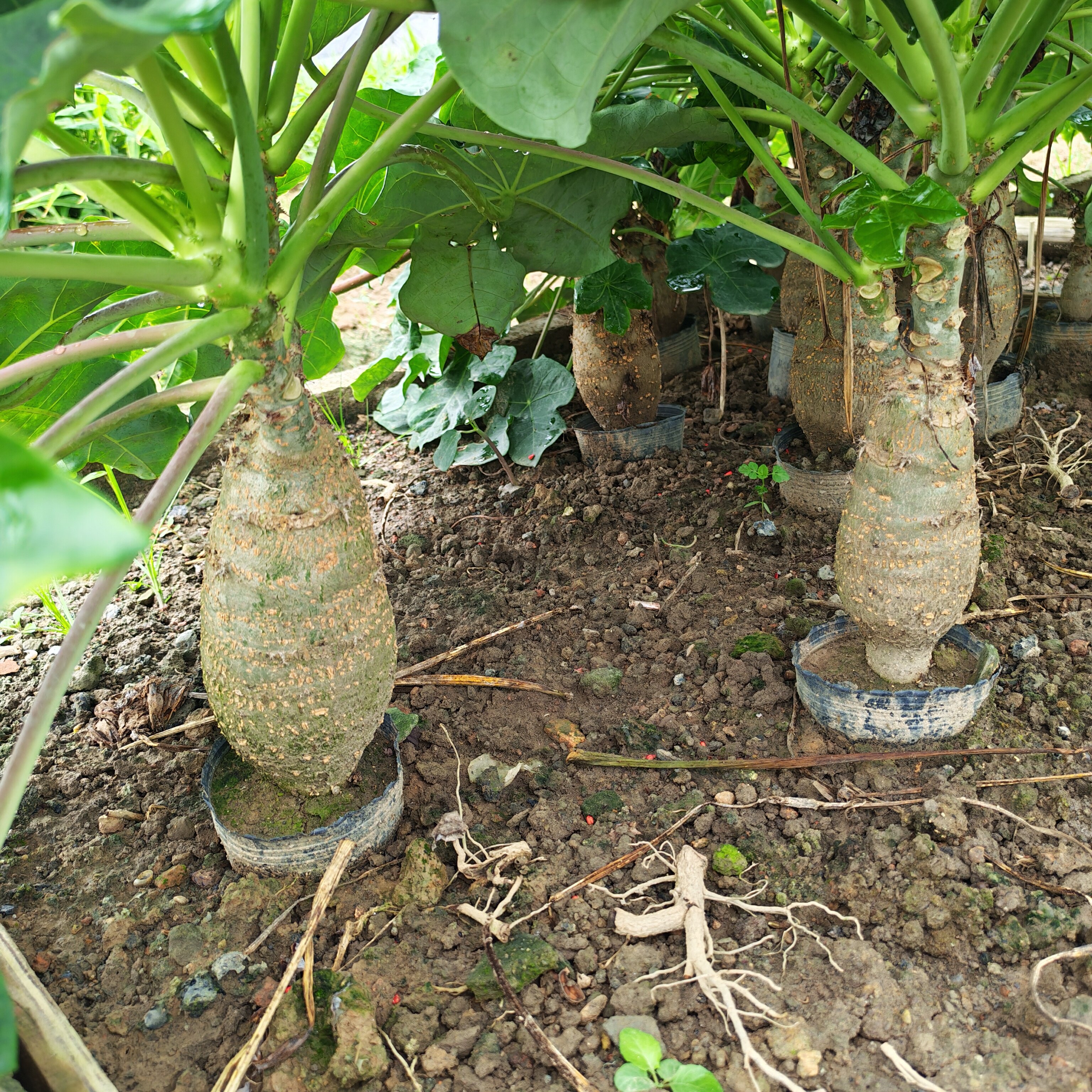 开花多肉植物 佛肚海棠双头块根植物观花佛肚树多肉植物盆栽