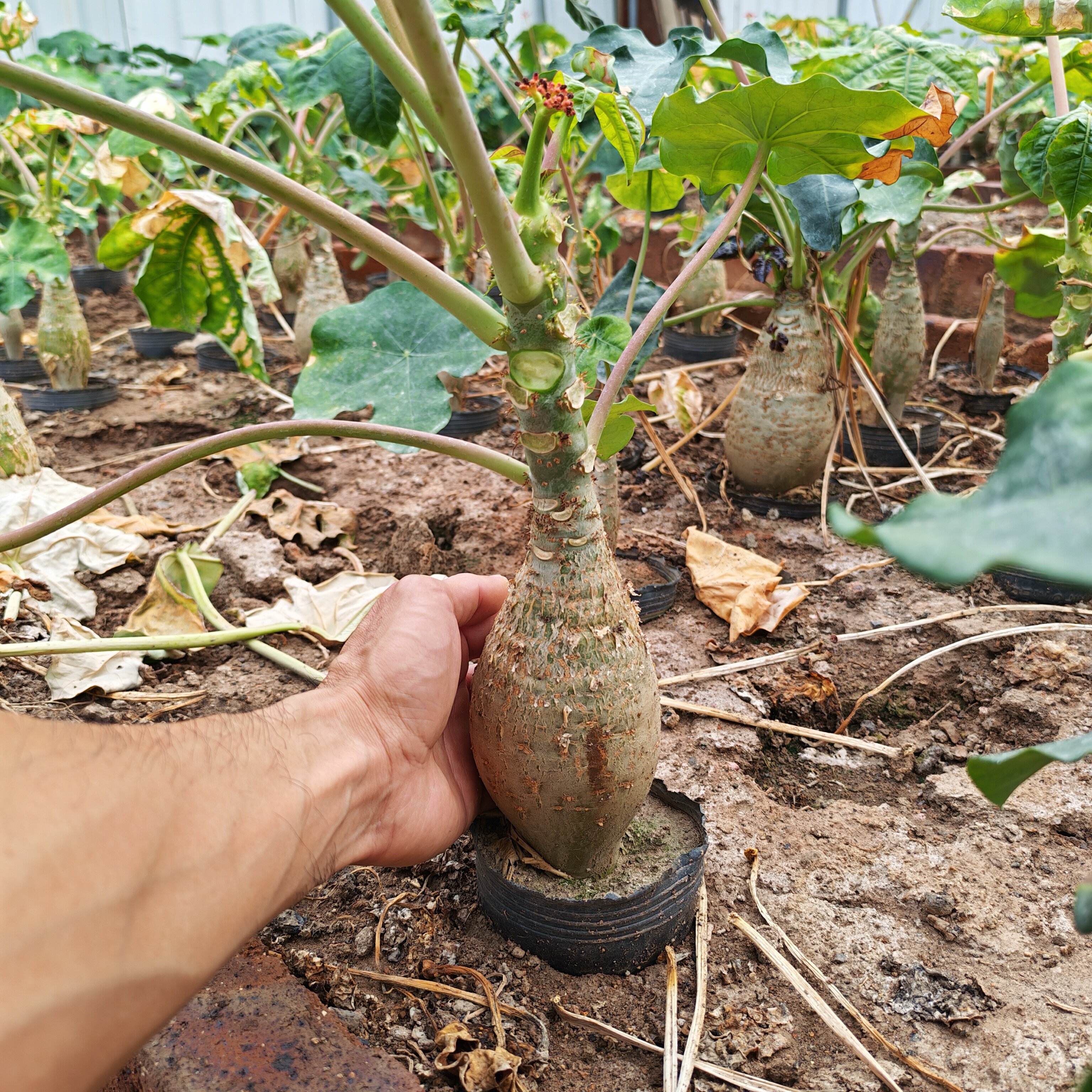 热销开花植物 佛肚海棠块根植物观花佛肚树开花多肉植物盆栽