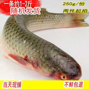 野生鲜活海鲜水产海梭鱼红眼鱼 梭子鱼 鲻鱼 新鲜乌头 海鱼连云港