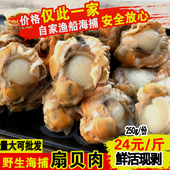 鲜活野生现剥大扇贝肉瑶贝柱 新鲜虾夷贝连云港水产海鲜烧烤贝类